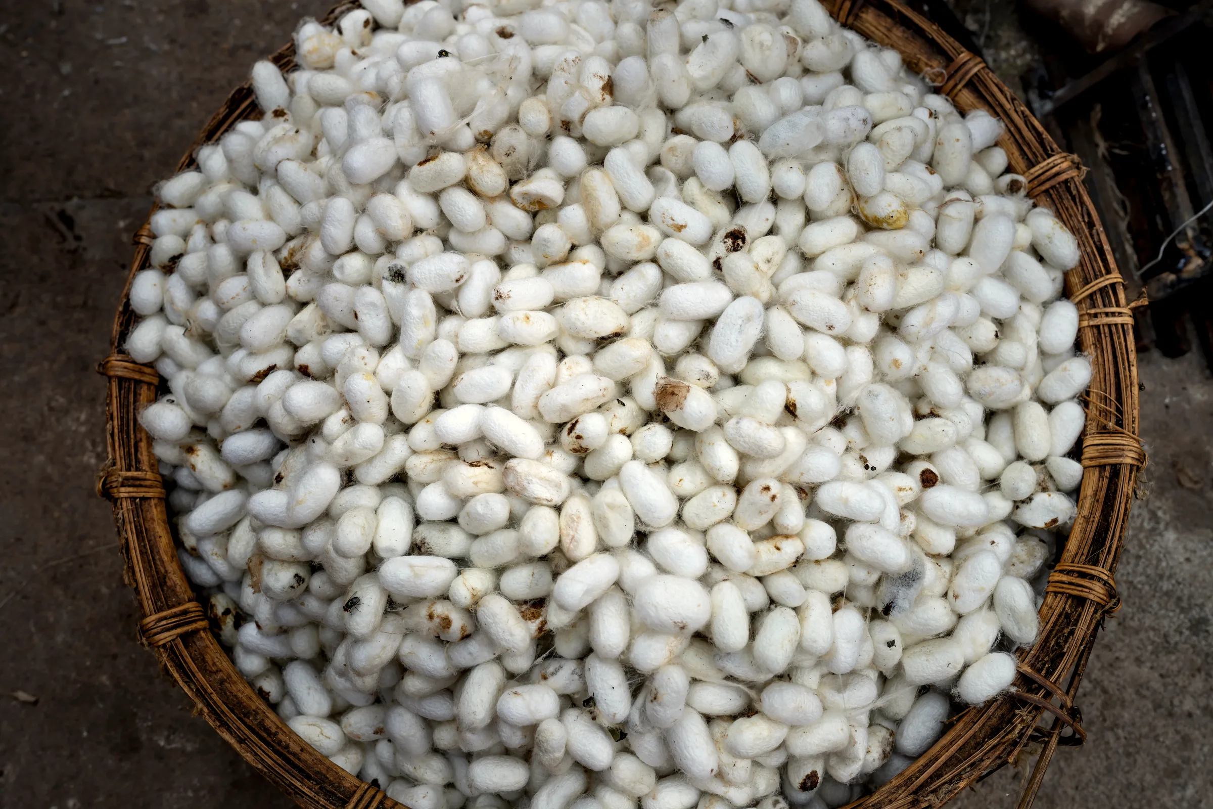 Silk cocoons in a shallow basin of warm water